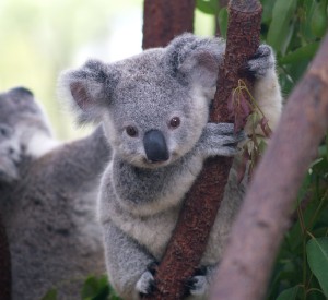 cutest_koala.jpg