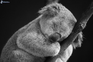 koala--spanok--konarik-166226.jpg