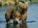 Kodiak_Bear_at_Dog_Salmon_Creek,_USFWS_11389
