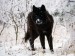 [obrazky.4ever.sk] vlk, cierny, sneh, zima, zvierata 6926271